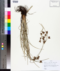 Fimbristylis dichotoma image