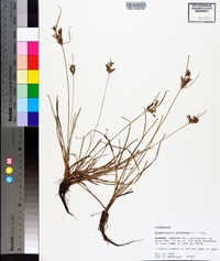 Fimbristylis dichotoma image