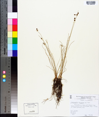 Fimbristylis dichotoma image