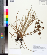 Fimbristylis dichotoma image