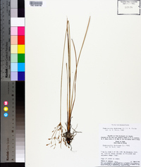 Fimbristylis dichotoma image