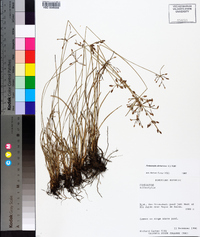 Fimbristylis dichotoma image