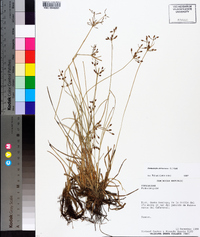 Fimbristylis dichotoma image