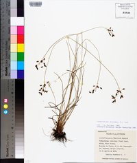 Fimbristylis dichotoma image