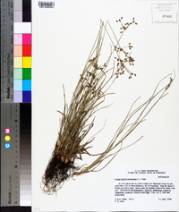 Fimbristylis dichotoma image