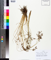 Fimbristylis miliacea image