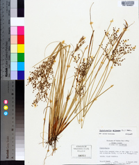 Fimbristylis miliacea image