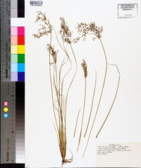 Fimbristylis miliacea image