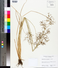 Fimbristylis miliacea image