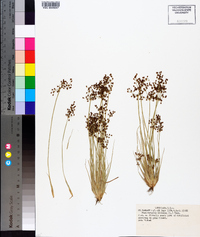 Fimbristylis miliacea image