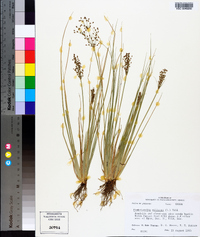 Fimbristylis miliacea image