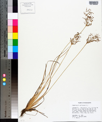 Fimbristylis miliacea image