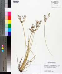 Fimbristylis miliacea image