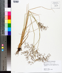 Fimbristylis miliacea image