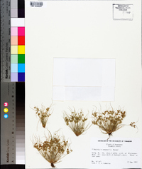 Fimbristylis perpusilla image