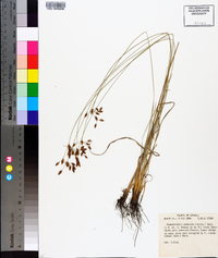 Fimbristylis puberula image