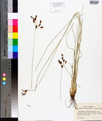 Fimbristylis puberula image