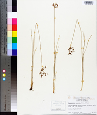 Fimbristylis puberula image