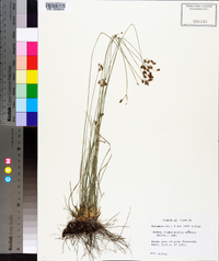 Fimbristylis puberula image