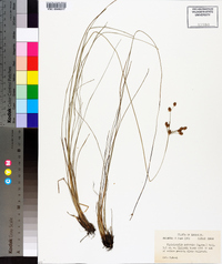 Fimbristylis puberula image