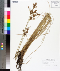 Fimbristylis puberula image