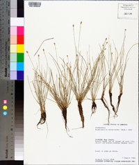 Fimbristylis schoenoides image