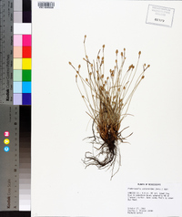 Fimbristylis schoenoides image