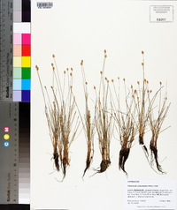 Fimbristylis schoenoides image