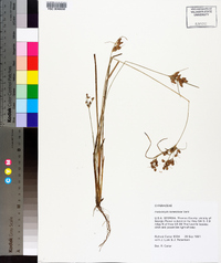 Fimbristylis tomentosa image