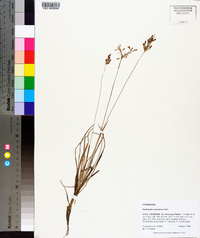 Fimbristylis tomentosa image