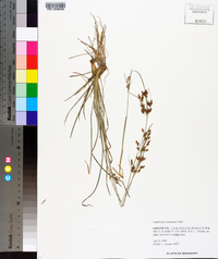 Fimbristylis tomentosa image