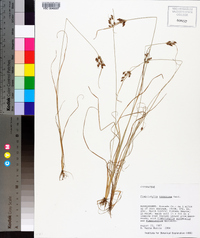 Fimbristylis tomentosa image