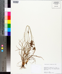 Fimbristylis tomentosa image