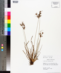 Fimbristylis tomentosa image