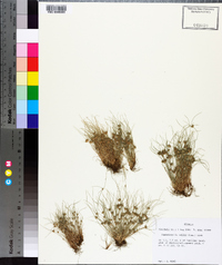 Fimbristylis vahlii image