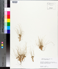 Fimbristylis vahlii image