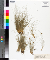 Fimbristylis vahlii image