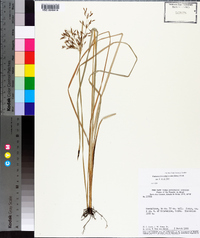 Fimbristylis complanata image