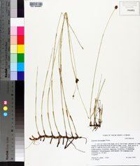 Fuirena scirpoidea image