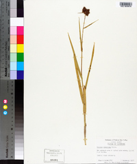Fuirena squarrosa image