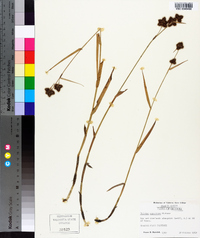 Fuirena squarrosa image