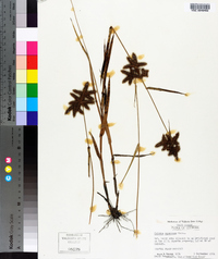 Fuirena squarrosa image