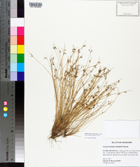 Isolepis carinata image