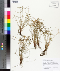Kyllinga pumila image