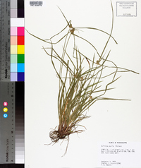 Kyllinga pumila image