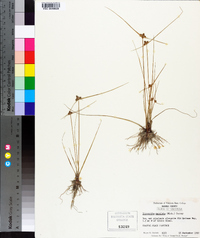 Cyperus neotropicalis image