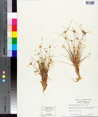 Cyperus neotropicalis image