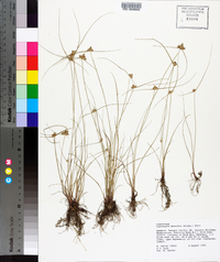 Cyperus neotropicalis image