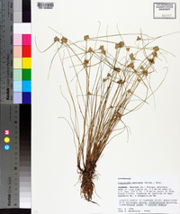 Cyperus neotropicalis image