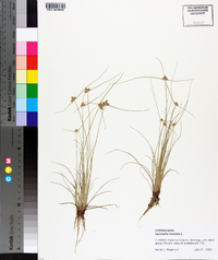 Cyperus neotropicalis image